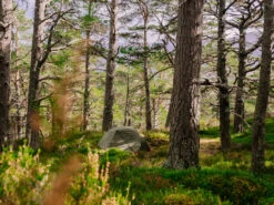 MSR Elixir 3 V2 Tent Backpacking Shelter 31 MSR Elixir 3 V2 Tent Backpacking Shelter -Camping Gear Store 2a75f216 7a03 4816 9070 bd7ab825979ftrekking20tent20msr