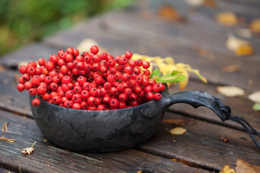 Kupilka Bowl 55 Eco-Friendly Camp Soup Bowl 9 Kupilka Bowl 55 Eco-Friendly Camp Soup Bowl - Image 7